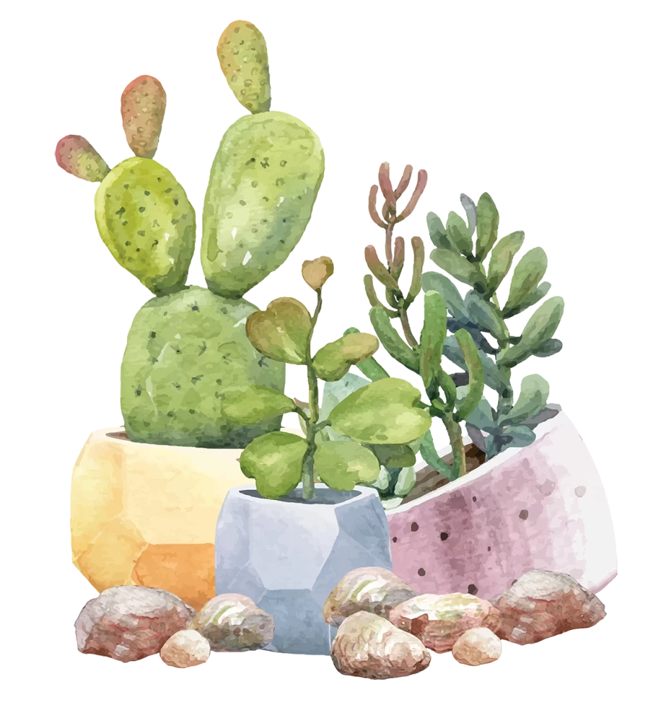 acuarela de cactus y suculentas. Tienda online de plantas suculentas.