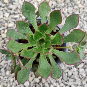 Aeonium red edge