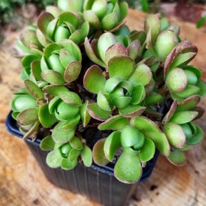 Aeonium saundersii