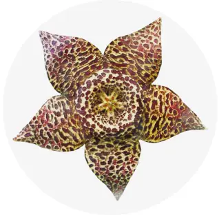 ícono asclepidaceae