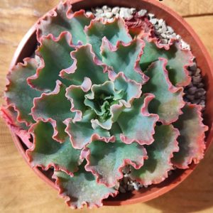 Echeveria Shaviana pink frills