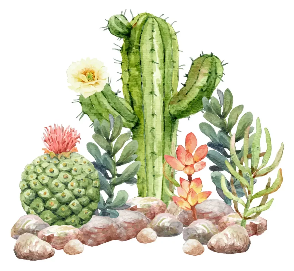 acuarela de cactus y suculentas