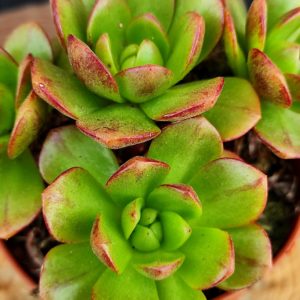Aeonium saundersii x sedifolium