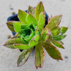 Aeonium simsii