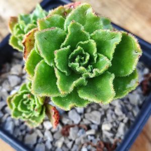 Aeonium smithii