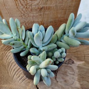 Pachyphytum oviferum x sedum burrito