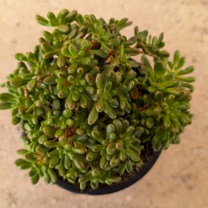 Aeonium sedifolium