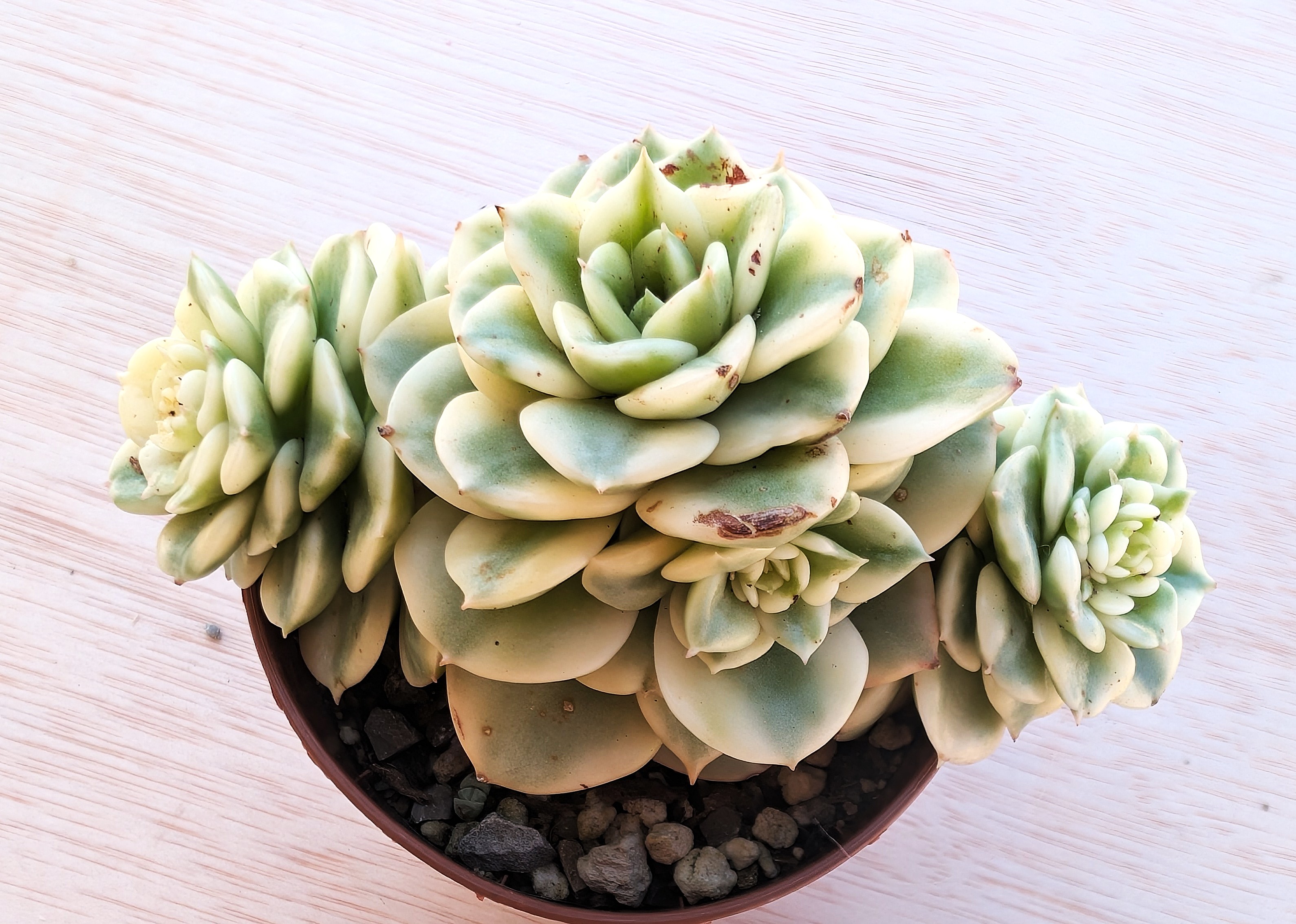 Sedeveria rolly variegada korean