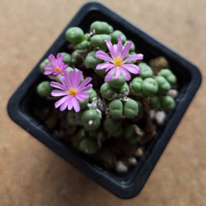 Conophytum minimum