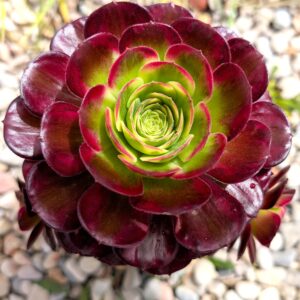 Aeonium Anna