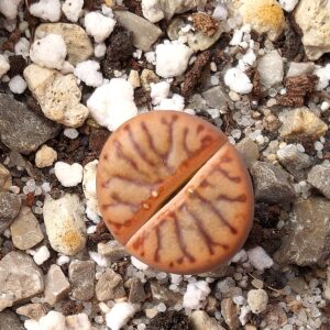 Lithops bromfieldii 'red coral'