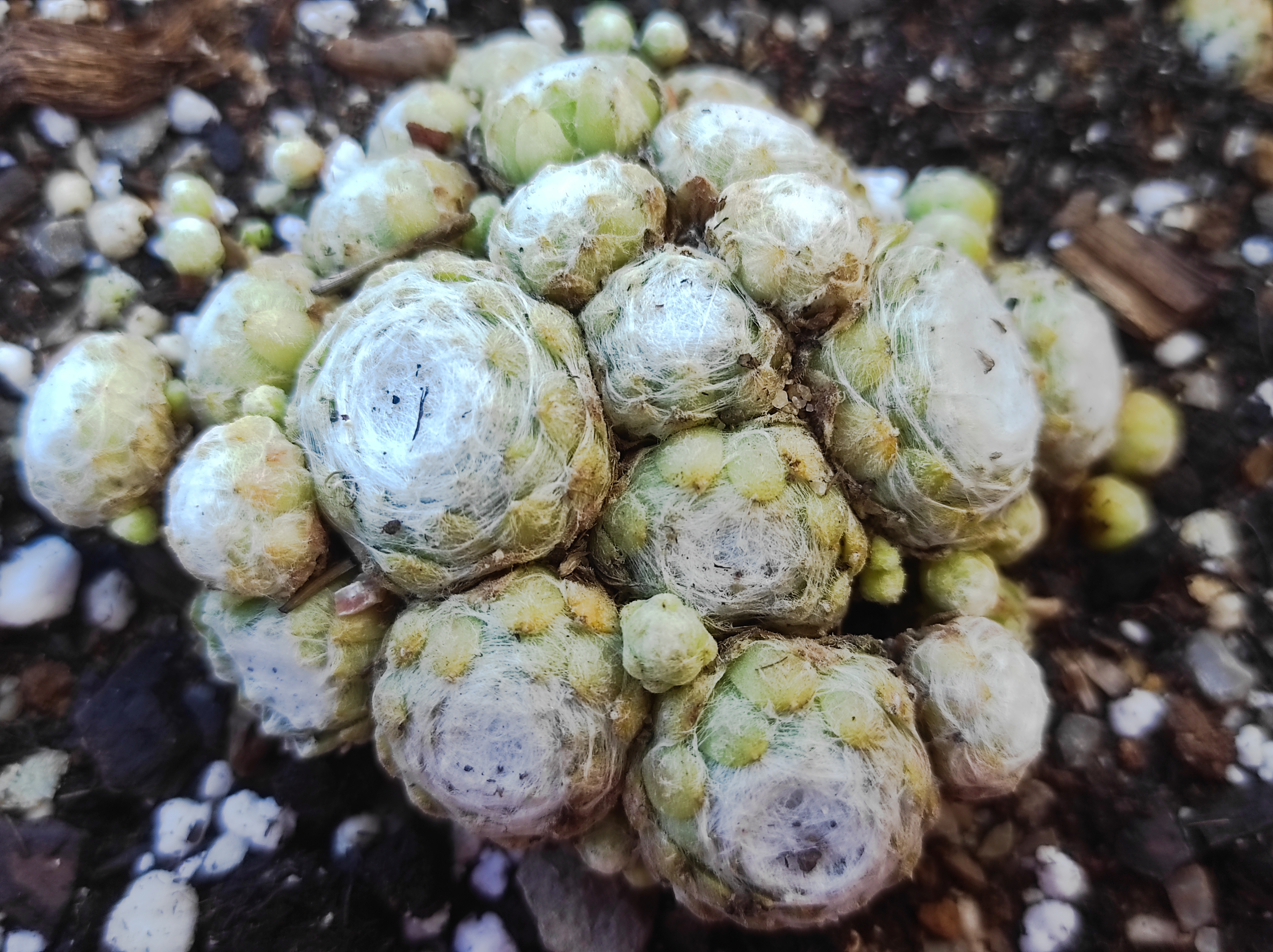 Sempervivum arachnoideum spp tomentosum ex colde tende