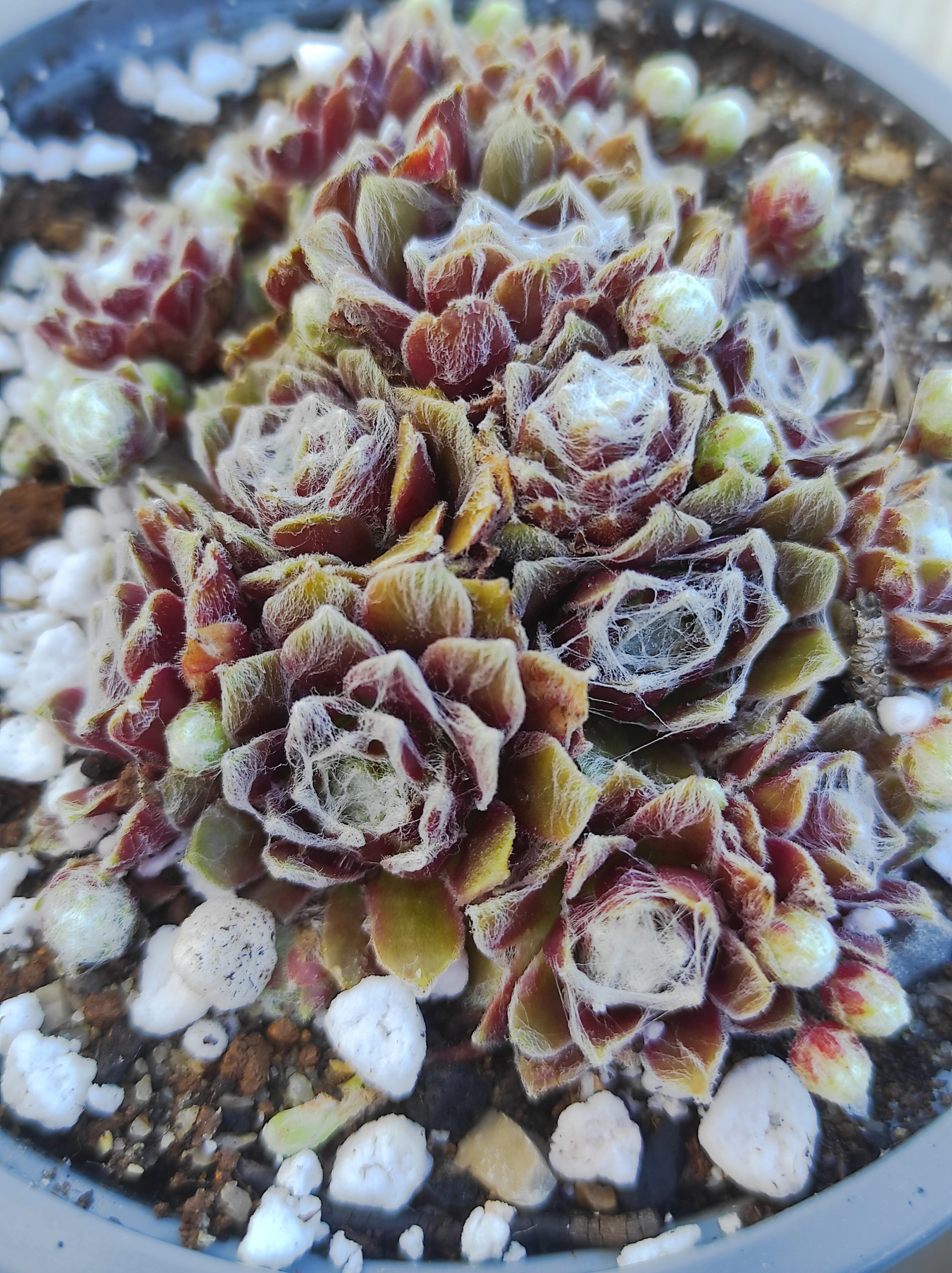 Sempervivum Arachnoideum x montanum Rubrum