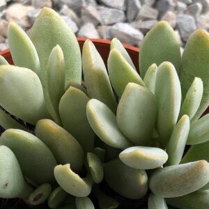 Adromischus filicaulis