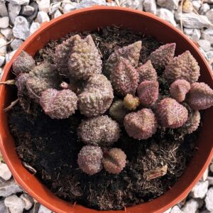 Adromischus marianae f. herrei coffee bean
