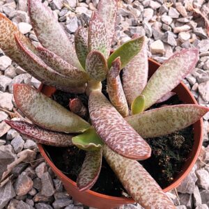 Adromischus trigynus 'calico heart's'