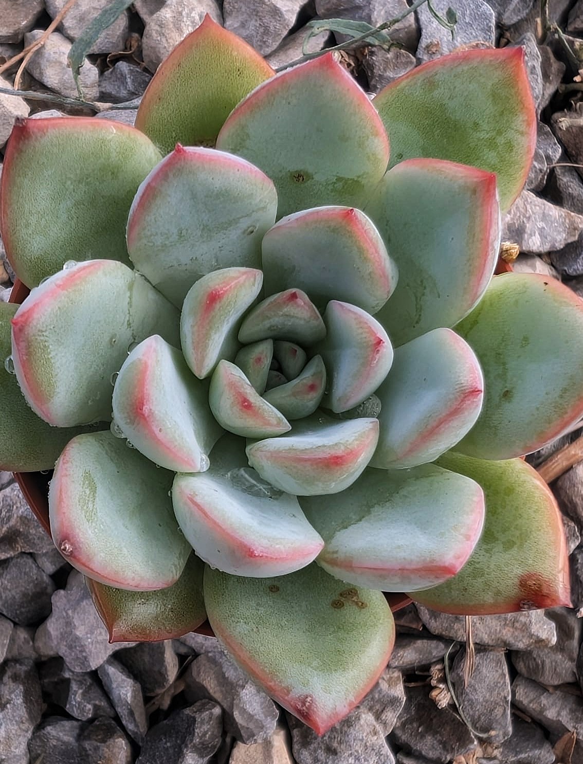 Echeveria agavoides pink edge - Imagen 2