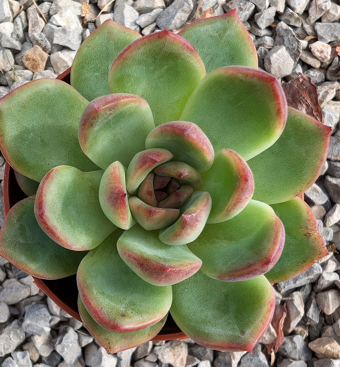 Echeveria Tai Colledo